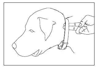 Proper collar fitting