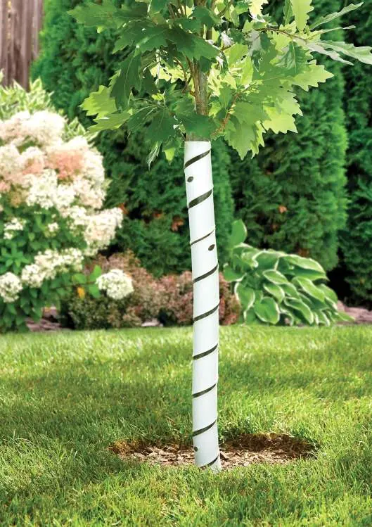 Spiral Tree Guard installed on a young tree.