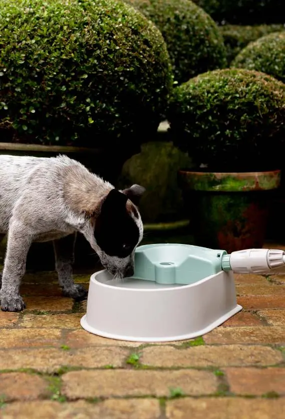 Pet water bowl in use