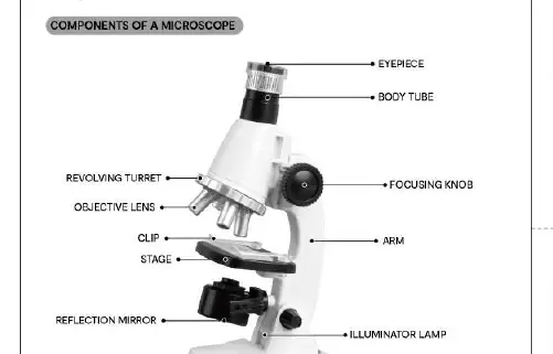 Microscope components diagram