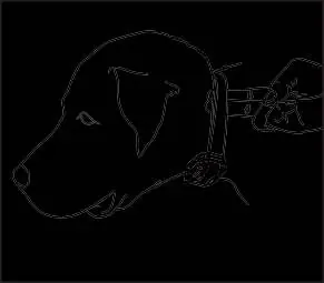 Fitting the collar on the dog