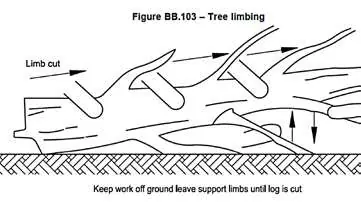 Tree limbing technique
