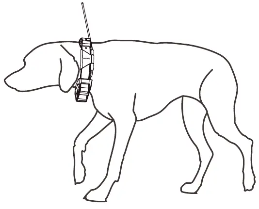 Fitting the collar on your dog