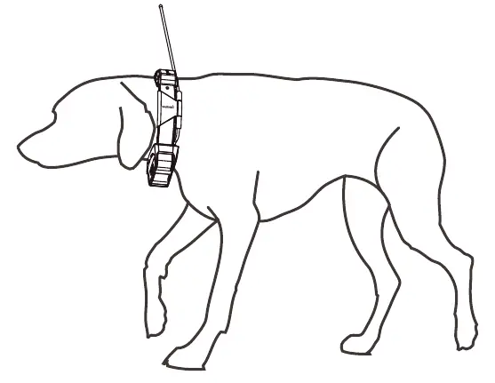 Fitting the collar on the dog